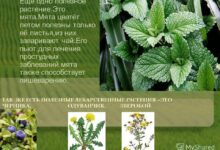 Photo of Инновационные методы борьбы с ожирением: применение лекарственных препаратов